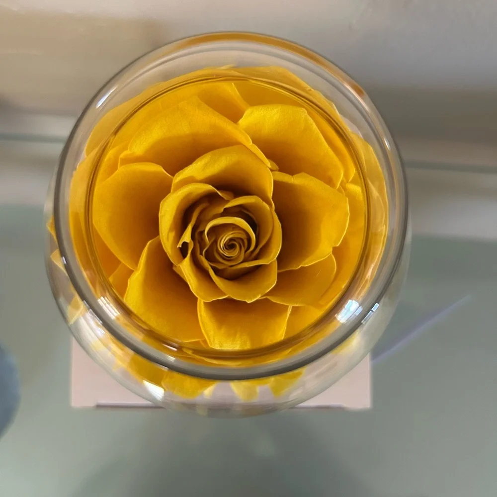NWT Roliys Preserved/Eternal Rose